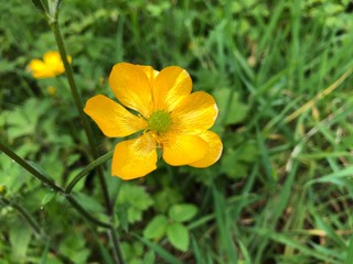 yellow flower in the garden