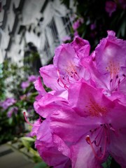 purple flowers