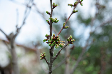 Cherry blossom buds. Cherry tree blooming in spring.