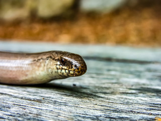 Fototapeta premium Reptil