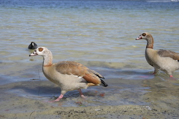 canada goose on the beach