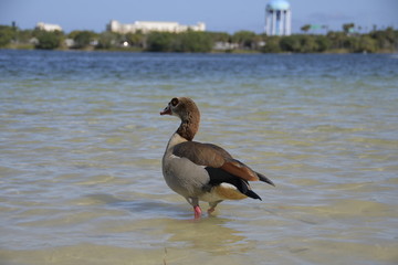 duck on the beach