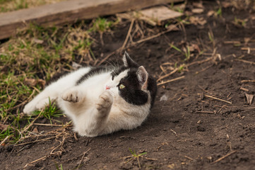 Naklejka na ściany i meble a black and white kitten is lying on its back and playing outside,the cat is lying on the ground and playing