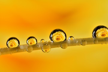 The reflection on the droplets macro photo