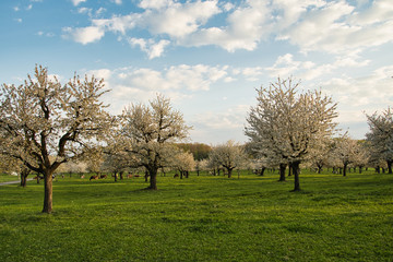 Kirschenbäume während der Blütezeit
