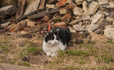 a black and white cat is lying on the green grass,the cat is lying on the background of stones