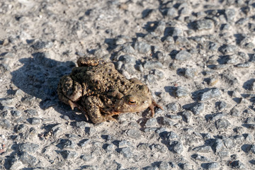 Crapaud commun ou 