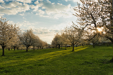 Fototapeta na wymiar Kirschenbäume während der Blütezeit