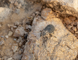 the bug on the ground
