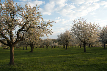 Kirschenbäume während der Blütezeit