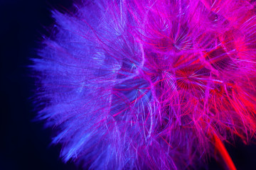 Big dandelion in pink-blue neon light. Abstract photo on a dark background. Element for graphic design. Picture for desktop with a plant..