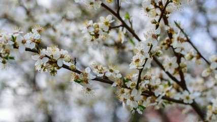 Blooming white flowers cherry plum tree in April.