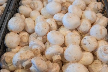 Fresh white champignon fruits in a crate. Large, ripened vegetables. Selling a crop in the market. Natural, healthy, vitamin-rich foods. Food for health.
