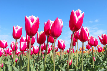 Field of Pink Parrot Tulip (in german Tulpe) Tulipa