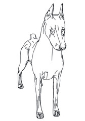 Doberman dog polygonal lines illustration. Abstract vector dog on the white background