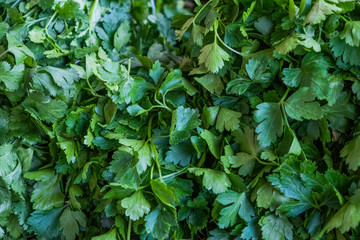 Fresh branches of green parsley in a box. Large, ripened vegetables. Selling a crop in the market. Natural, healthy, vitamin-rich foods. Food for health.
