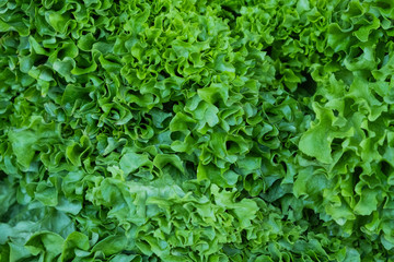 Fresh green lettuce leaves in a drawer. Large, ripened vegetables. Selling a crop in the market. Natural, healthy, vitamin-rich foods. Food for health.