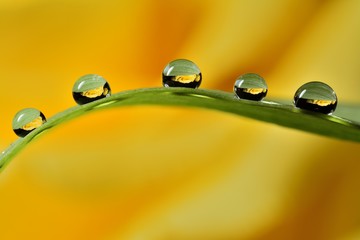 Gentle reflection on the water droplets macro photo