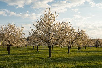 Kirschenbäume während der Blütezeit