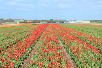 Fototapeta premium Field of Pink Parrot Tulip (in german Tulpe) Tulipa