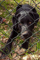 black labrador retriever puppy