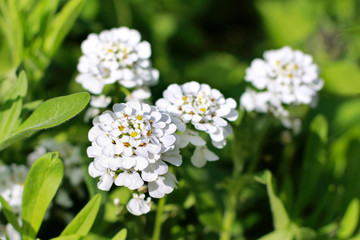 Fototapeta premium Beautiful spring white flowers in the flowerbed