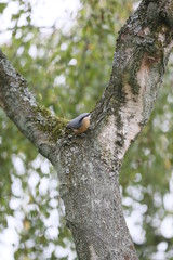 Kleiner Vogel in altem Baum