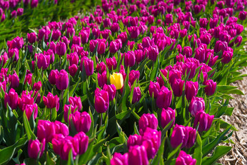 blooming tulips