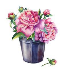 Watercolor illustration pink peony with green leaves on an isolated white background. Hand-painted flower composition.