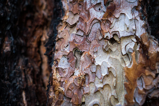 Ant on tree bark