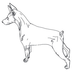 Doberman dog polygonal lines illustration. Abstract vector dog on the white background