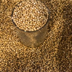 Coriander seeds Selling crops on the market. Natural, healthy, vitamin-rich foods. Food for health. Georgian spices.