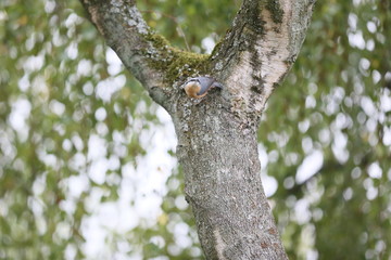 Kleiner Vogel in altem Baum
