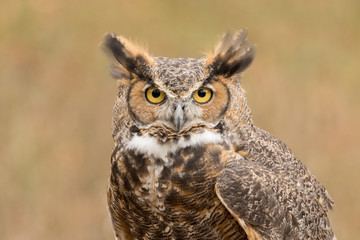 A horned owl looking at the camera