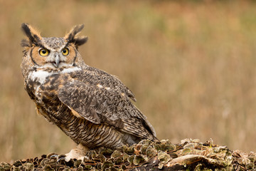 A horned owl perched on a rotting tree trunk
