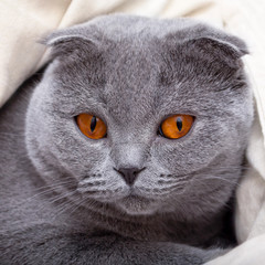 Close up of a cute scottish fold cat with gray fur and bright orange eyes