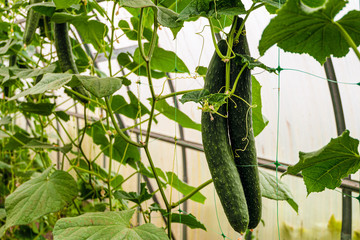 Chinese cucumber vegetables on a branch in greenhouse