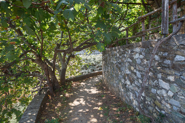 Rural path in greek village. Traditional stoned wall and southern tree.