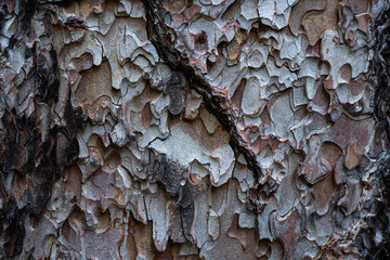 Tree bark