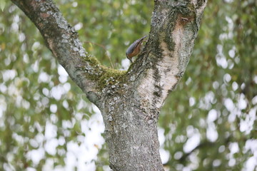 Kleiner Vogel in altem Baum