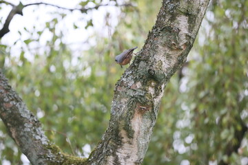 Kleiner Vogel in altem Baum