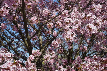 Fototapeta premium Rosa Kirschblütenlandschaft vor blauem Himmel an der Glienicker Brücke