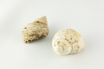 Sea shell isolated on white background