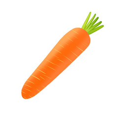 Fresh carrots on a white background, path, drawing - illustration