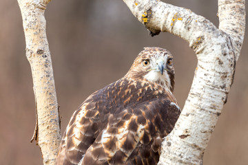 Red tailed hawk