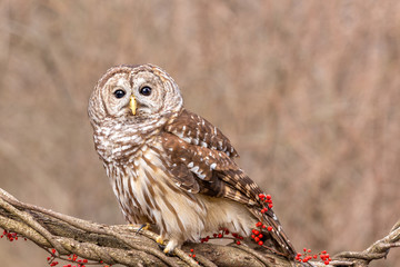 Barred owl perched on twisted branch