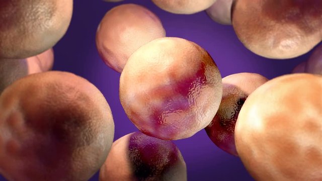 Virus multiplication, Viral replication infection process in the target host cell, liberation stage the new viruses may invade or attack other cells