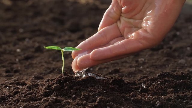 Man watering fragile sprout from palm
