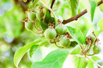 Wunder schöner gepflegter Garten