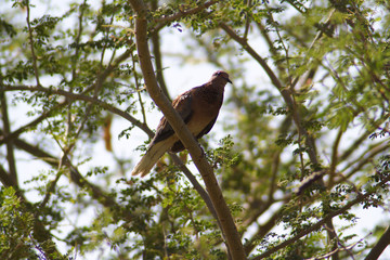 Fototapeta premium Birds in the botanical garden of Aswan